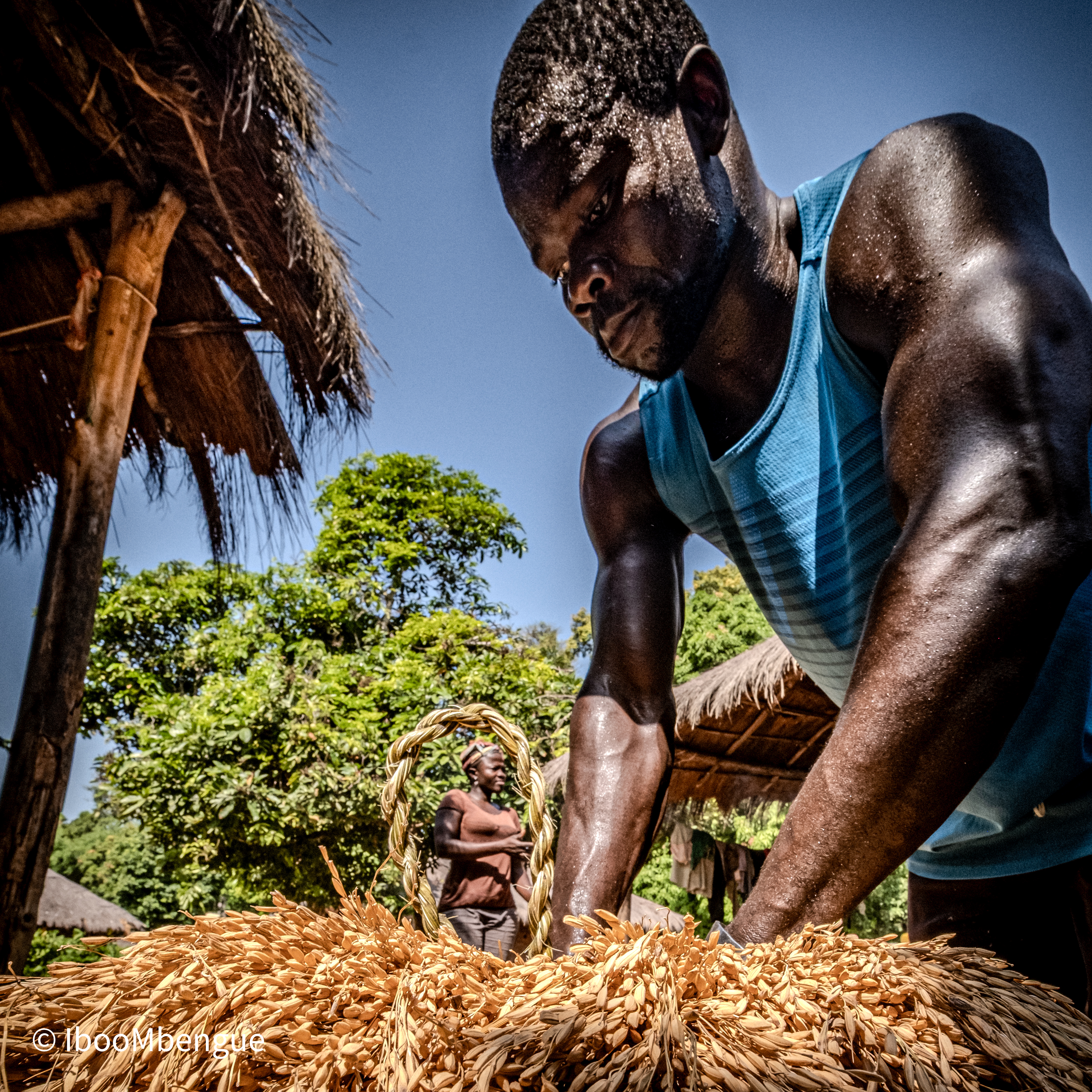 A man in a blue tank top works with harvested rice in an outdoor setting, while a woman in the background watches.